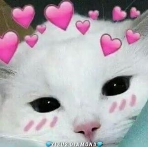 Meet your Posher, Vidaru